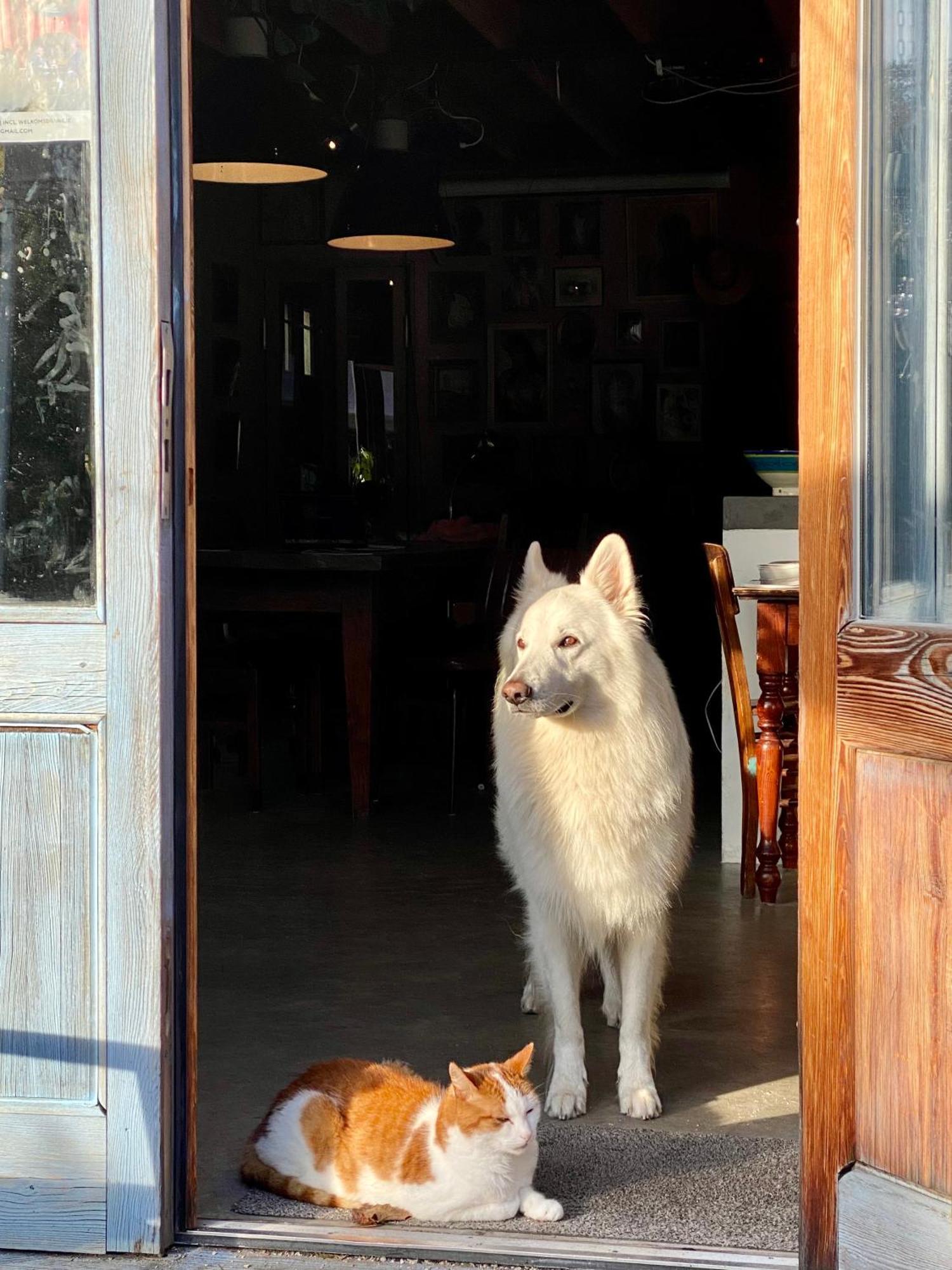 In De Aap - Appartementen & Guesthouse 卑尔根 外观 照片