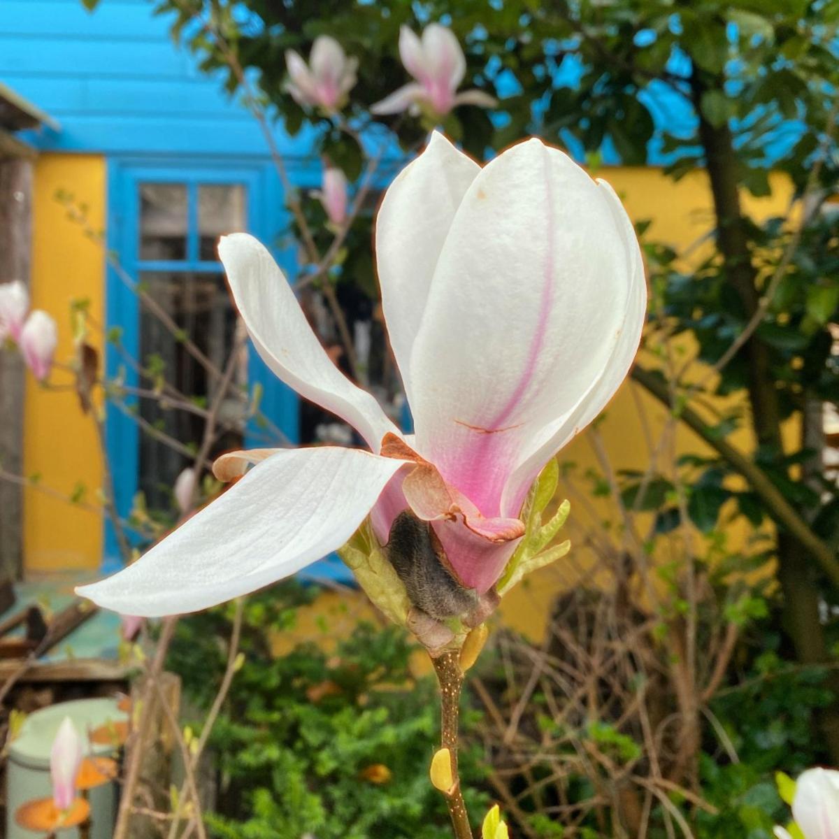 In De Aap - Appartementen & Guesthouse 卑尔根 外观 照片